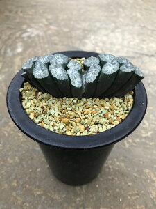多肉植物 玉扇 ハオルチア 観葉植物の人気商品 通販 価格比較 価格 Com