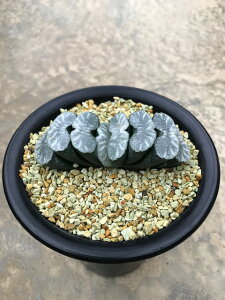 観葉植物 サボテン 大型の人気商品 通販 価格比較 価格 Com