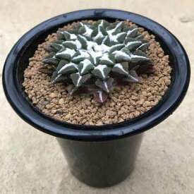 楽天市場 黒 種類 植物 サボテン 観葉植物 花 観葉植物 花 ガーデン Diyの通販