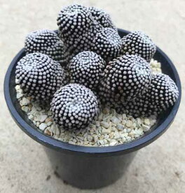 楽天市場 珍しい 観葉植物 植物の種類サボテン 観葉植物 花 観葉植物 花 ガーデン Diyの通販