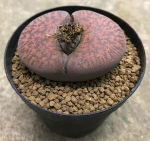 観葉植物 リトープス 多肉植物の人気商品 通販 価格比較 価格 Com 観葉植物 リトープス 多肉植物の人気商品 通販 価格比較 価格 Com