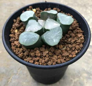 多肉植物 観葉植物の人気商品 通販 価格比較 価格 Com