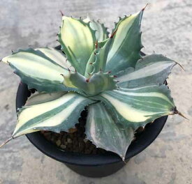 楽天市場 アガベ 多肉植物 種類 植物 サボテン の通販