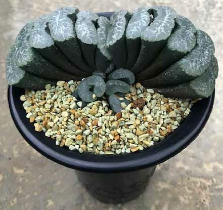 楽天市場 ハオルチア属 玉扇 4寸 サボテン 多肉植物 希少 花のまちころぼっくる
