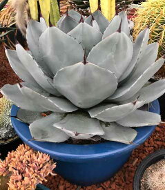 楽天市場 珍しい 多肉 植物 サイズ 植木鉢 10 12号 の通販