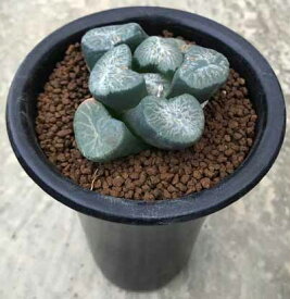 楽天市場 希少 多肉植物の通販