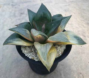 観葉植物 サボテン 大型の人気商品 通販 価格比較 価格 Com