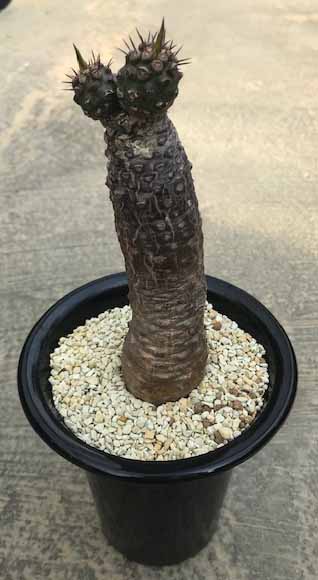 贈呈 Euphorbia Podioides 4寸鉢 タニク サボテン 送料無料 最大99％オフ ユーフォルビア属 多肉植物 希少