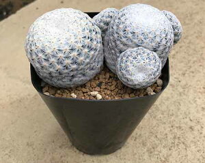 サボテン 観葉植物 観葉植物の通販 価格比較 価格 Com