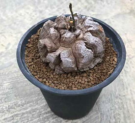 楽天市場 亀甲竜 花 観葉植物 花 ガーデン Diy の通販