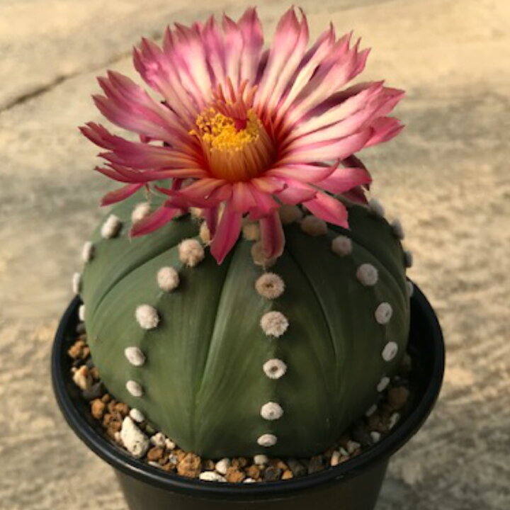 楽天市場 アストロフィツム属 赤花ルリ兜 3 5号鉢 サボテン 多肉植物 希少 花のまちころぼっくる 楽天市場 アストロフィツム属 赤花ルリ兜 3 5号鉢 サボテン 多肉植物 希少 花のまちころぼっくる