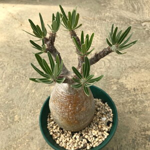 観葉植物 パキポディウムの通販 価格比較 価格 Com