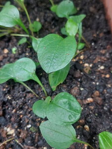 種 エキナセア 苗の人気商品 通販 価格比較 価格 Com