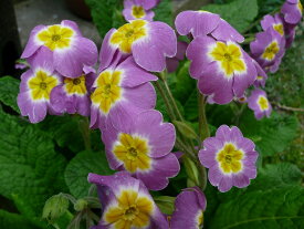 楽天市場 春の花 苗の通販 楽天市場 春の花 苗の通販