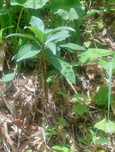 @@}E@󂠂聄@c3Nȏ@1{@qRA肵cłB`͋ȂAHAt̎CAtĂ܂Bc̑Ђ́AXɂ