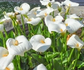 楽天市場 カラー 球根の通販