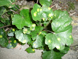 楽天市場 ツワブキ 斑入りの通販