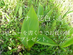 【送料込・2本セット】カンナ 掘り上げ苗│リサイクル箱使用でエコ配送!2,200円