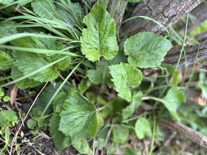 yzc z^uNiԁj_bcbR쑐Ehba̒