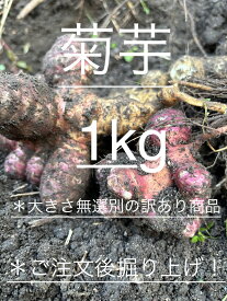 【無農薬・無施肥／掘りたて土付き】自然育ち 菊芋（白〜淡ピンク混色）1キロ｜訳ありサイズ無選別｜国産・健康根菜｜キクイモ