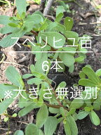 送料無料　スベリヒユ苗6本セット　サイズおまかせ　生命力抜群　無施肥、無農薬　自家採取の食べられる…