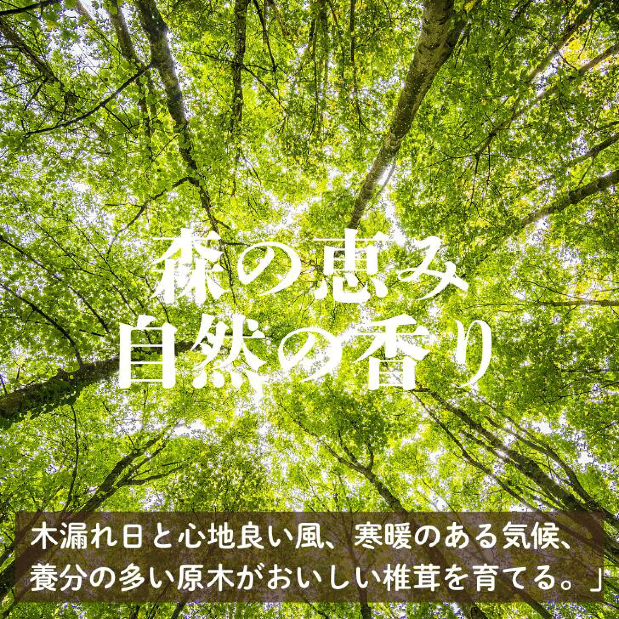 [FSC認証の乾椎茸]　原木 徳用40g【国内産　国産　宮崎県産　諸塚村産 干し椎茸　シイタケ　しいたけ　原木椎茸　原木しいたけ　出汁　だし　災害食　保存食　グアニル酸　ビタミンD　低カロリー　食物繊維　無農薬　無添加　FSC認証】