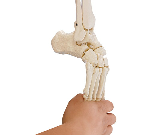 足骨格モデル（脛骨・腓骨付き）
