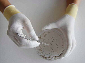 トップフィット手袋 個別包装 B0601 M 1双×10袋