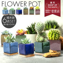 楽天市場】観葉植物 2鉢セットの通販