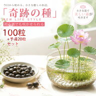 【ポイント10倍開催中！】睡蓮の種 水に入れるだけ ミニハス 100粒＋予備20粒 睡蓮 ハスの種 睡蓮種 すい…