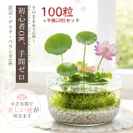 ＼期間限定☆今なら10%OFF！／睡蓮の種 100粒＋予備20粒 睡蓮 ハスの種 睡蓮種 すいれんのたね 蓮の種 ス…