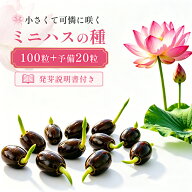 ＼新発売10%OFFクーポン！／ハスの種 100粒＋予備20粒 菜蓮 蓮 栽培 セット 水に入れるだけ 水耕栽培 種 …
