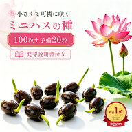 【樂天1位限定☆10%off！】ハスの種 100粒＋予備20粒 菜蓮 蓮 栽培 セット 水に入れるだけ 水耕栽培 種 …