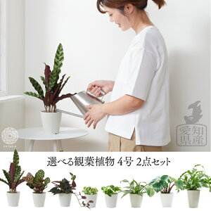 観葉植物 プランター おしゃれの人気商品 通販 価格比較 価格 Com 観葉植物 プランター おしゃれの人気商品 通販 価格比較 価格 Com