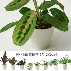 観葉植物 小さい 葉の人気商品 通販 価格比較 価格 Com