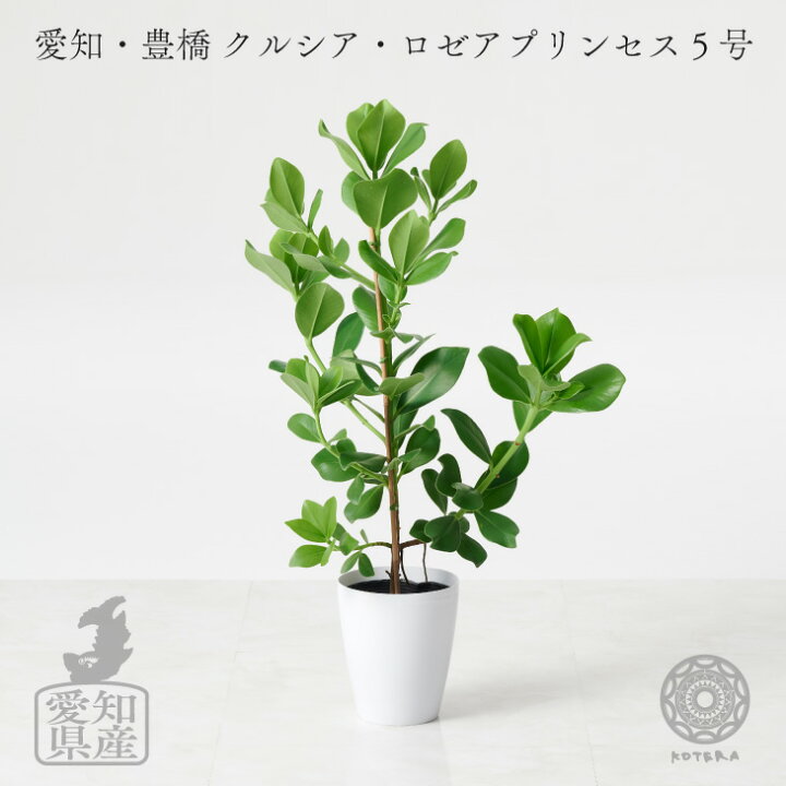 楽天市場 観葉植物 インテリア 大きい 大型 鉢 おしゃれ お祝い 土 棚 愛知クルシアロゼア5号 Loose Cover たまごリーフ おしゃれ お祝い 北欧 開店祝 新築祝 引っ越し祝 かわいい コテラ Koteraグリーンとインテリアのお店 楽天市場 観葉植物 インテリア 大きい 大型 鉢 おしゃれ お祝い 土 棚 愛知クルシアロゼア5号 Loose Cover たまごリーフ おしゃれ お祝い 北欧 開店祝 新築祝 引っ越し祝 かわいい コテラ Koteraグリーンとインテリアのお店