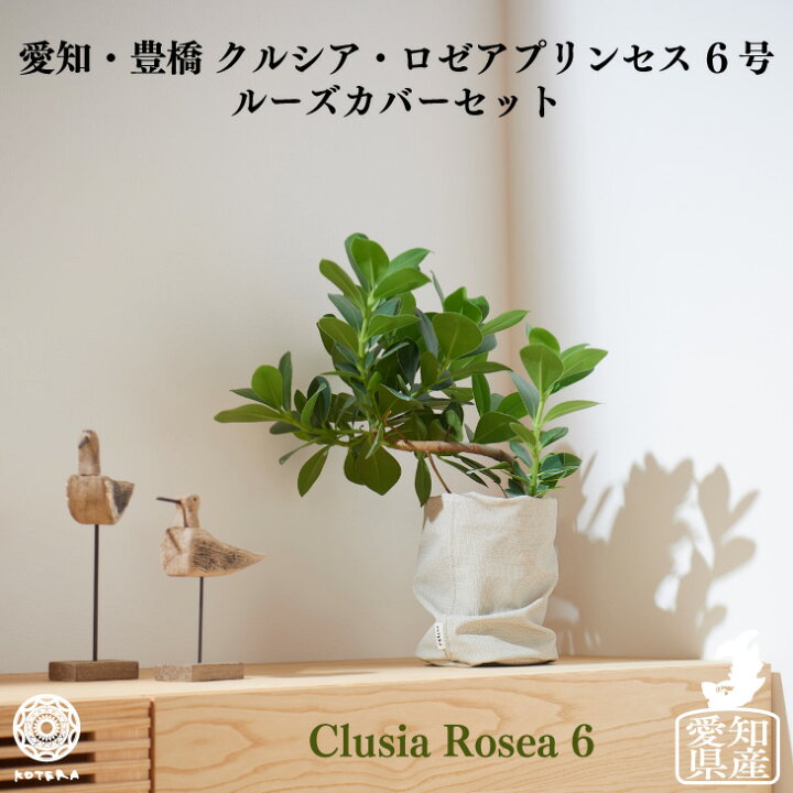 楽天市場 全品5 Off 9 5限定 観葉植物 大きい 大型 ルーズカバーセット 鉢 おしゃれ お祝い 土 棚 愛知クルシアロゼア5号 Loose Cover たまごリーフ おしゃれ お祝い インテリア 北欧 インテリア 開店祝 新築祝 引っ越し祝 かわいい コテラ Koteraグリーンと