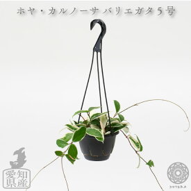 【全品10%off★5/9 20:00～】観葉植物 インテリア 吊り下げ 鉢 おしゃれ お祝い 土 棚 ホヤ カルノーサ 斑入り 5号 北欧 開店祝 新築祝 引っ越し祝 かわいい