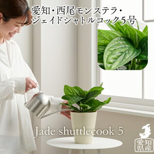 観葉植物 5号 パキラの人気商品 通販 価格比較 価格 Com 観葉植物 5号 パキラの人気商品 通販 価格比較 価格 Com