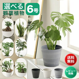 【19日最大50%OFF】観葉植物 6号 大型 パキラ 初心者向け 本物 鉢 おしゃれ モンステラ ゴムの木 ウンベラータ サンスベリア ベンガレンシス ビカクシダ 幸運の木 小さい ミニ インテリア 開店祝い 新築祝い 開業祝い 引越し祝い コテラ