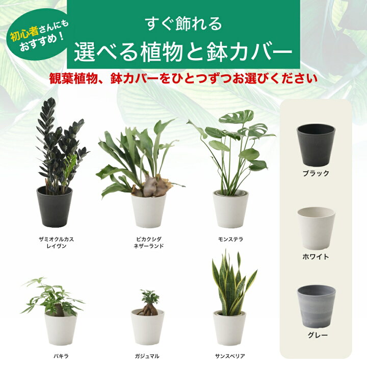 楽天市場】観葉植物 6号 大型 パキラ 初心者向け 本物 鉢 おしゃれ 