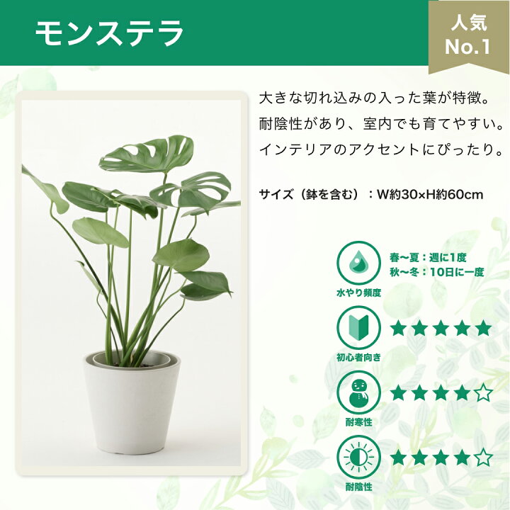 楽天市場】観葉植物 6号 大型 パキラ 初心者向け 本物 鉢 おしゃれ 