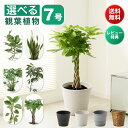 【全品P5倍セール開催中】観葉植物 7号 大型 パキラ 初心者向け 本物 鉢 おしゃれ モンステラ ゴムの木 ウンベラータ サンスベリア ベンガレンシス ユッカ 幸運の木 小さい ミニ インテリア 開店祝い 新築祝い 開業祝い 引越し祝い コテラ