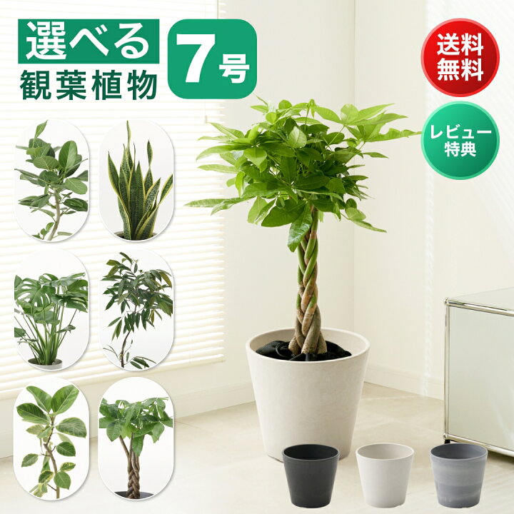 楽天市場】4/13 14:30~23:59 前夜祭 全品10％オフクーポン観葉植物 7 