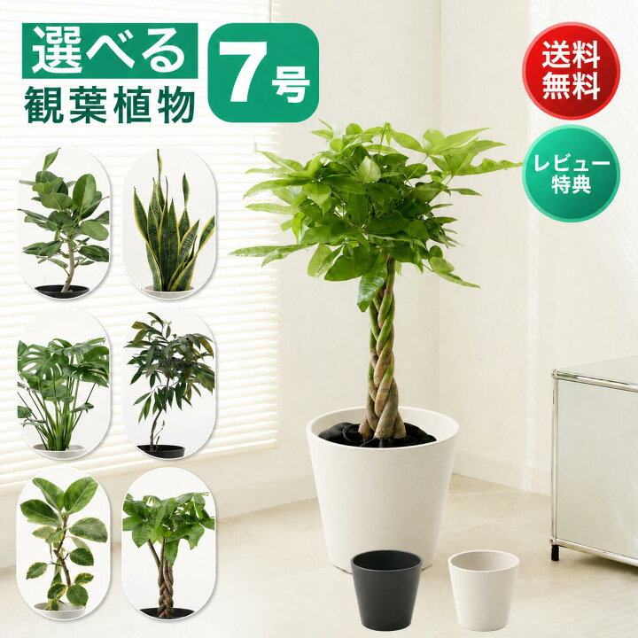 楽天市場】観葉植物 7号 大型 パキラ 初心者向け 本物 鉢 おしゃれ 