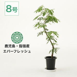 観葉植物 エバーフレッシュ 大型」の人気商品一覧・価格比較 - 価格.com