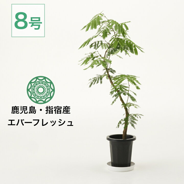 楽天市場】【最大20％クーポン 4/14 20時〜】観葉植物 