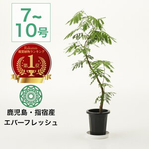 観葉植物 エバーフレッシュ 大型 7号 8号 10号 インテリア おしゃれ 大きい 指宿 北欧 開店祝い 新築祝い 引っ越し祝い コテラ