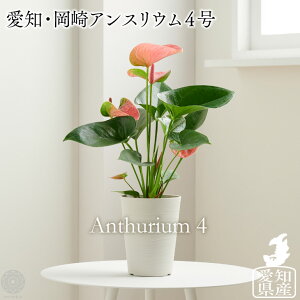 観葉植物 アンスリウム 4号の人気商品 通販 価格比較 価格 Com