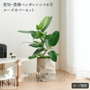 観葉植物 鉢 カバー 北欧の人気商品 通販 価格比較 価格 Com 観葉植物 鉢 カバー 北欧の人気商品 通販 価格比較 価格 Com